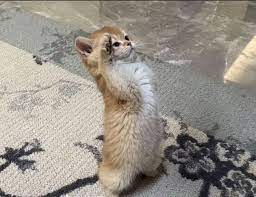 hi
